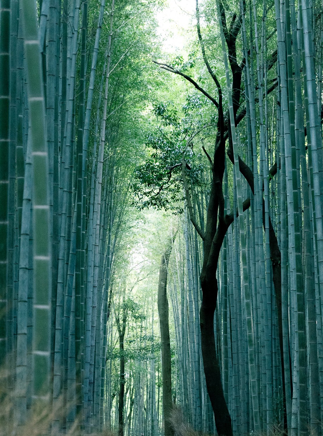 岚山竹林间的光影
